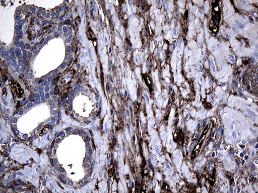 GTPCH1 / GCH1 Antibody (clone OTI1E3)