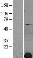 PFN2 / Profilin 2 Protein (Over-Expression Lysate Myc-DDK (Flag))