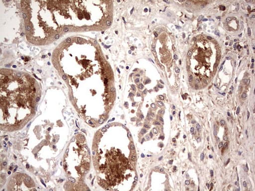TRIM27 Antibody (clone OTI4D4)