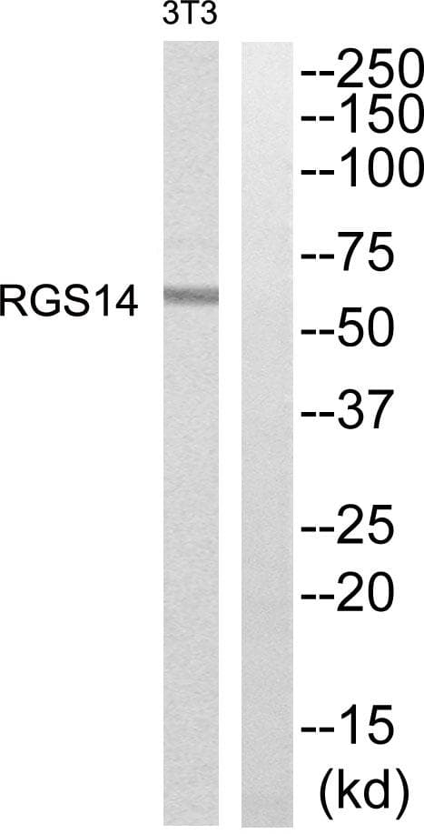 RGS14 Antibody