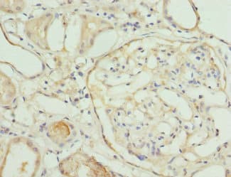 NMNAT1 / NMNAT Antibody