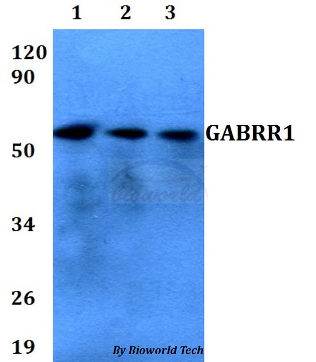 GABRR1 / GABA(A) Receptor rho- Antibody