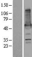 PALM2 Protein (Over-Expression Lysate Myc-DDK (Flag))