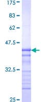 Human PAS Kinase / PASK Protein (Recombinant GST, N-terminus)