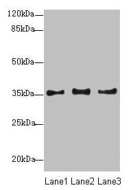 NUP35 / NUP53 Antibody