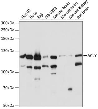 ACLY / ATP Citrate Lyase Antibody