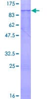 Human SERAC1 Protein (Recombinant GST)