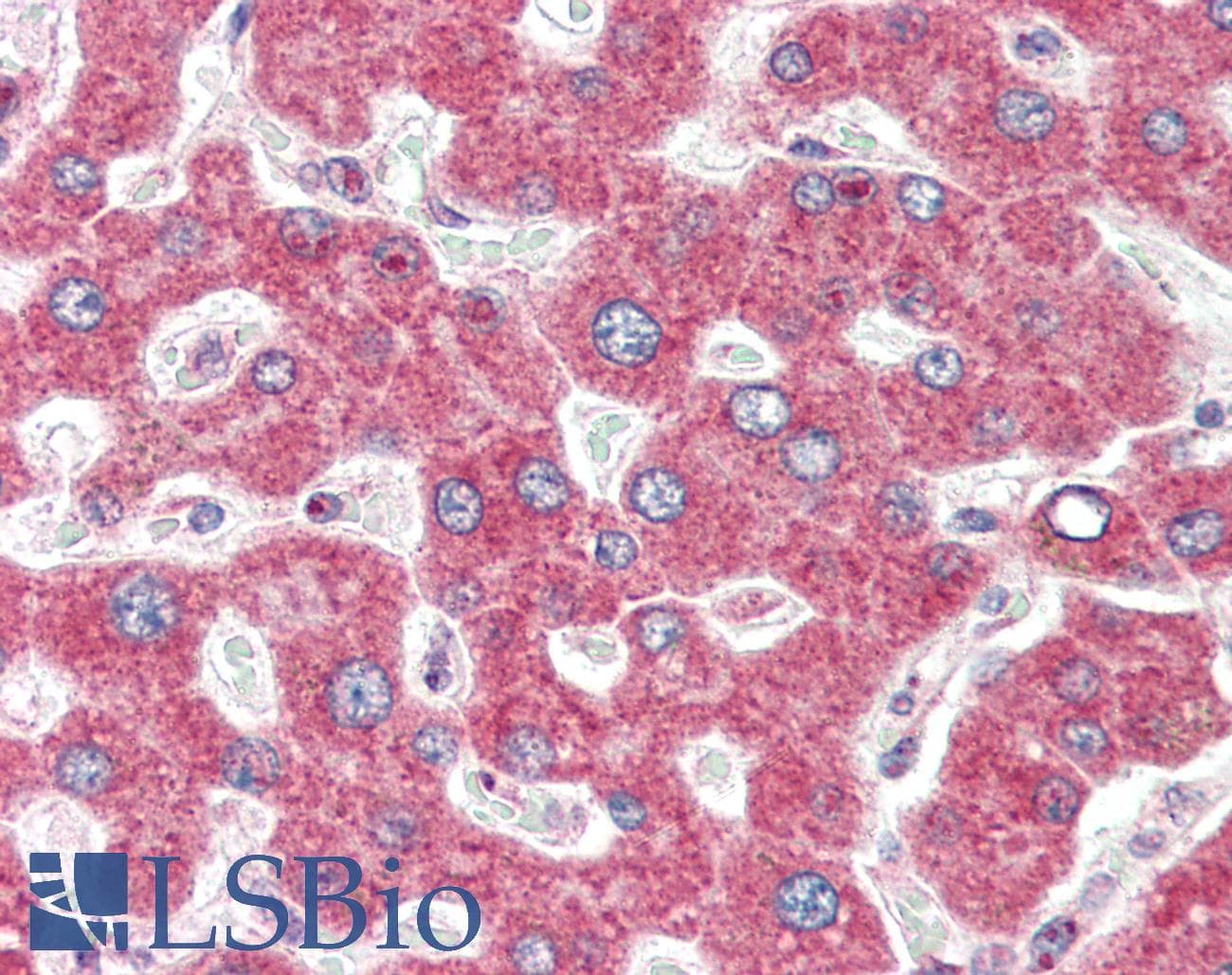 IHC-plus™ IRAK2 / IRAK-2 Antibody