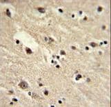 EEF1A1 Antibody (aa46-72)