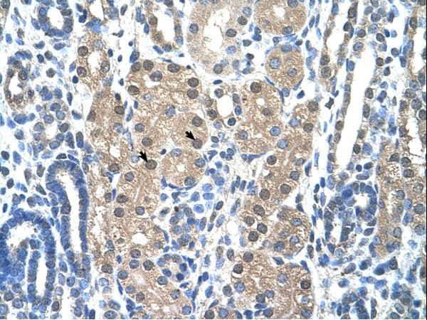 GZMH / Granzyme H Antibody (N-Terminus, FITC)