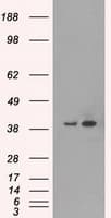 MAPK1 / ERK2 Antibody (clone OTI9H1)