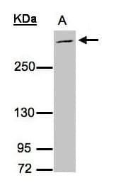 Mucin 2 / MUC2 Antibody