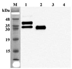 FGF23 Antibody (clone FG322-3)