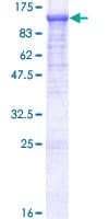Human EFR3A Protein (Recombinant GST)