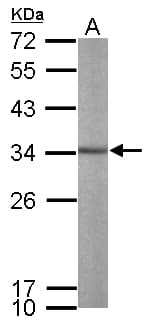 ALY / THOC4 Antibody (aa1-233)