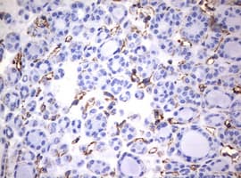 Vimentin Antibody (clone OTI1A9)