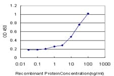 Monoclonal Mouse anti-Human MAP2K6 / MEK6 / MKK6 Antibody (clone 2F2, IF, WB)