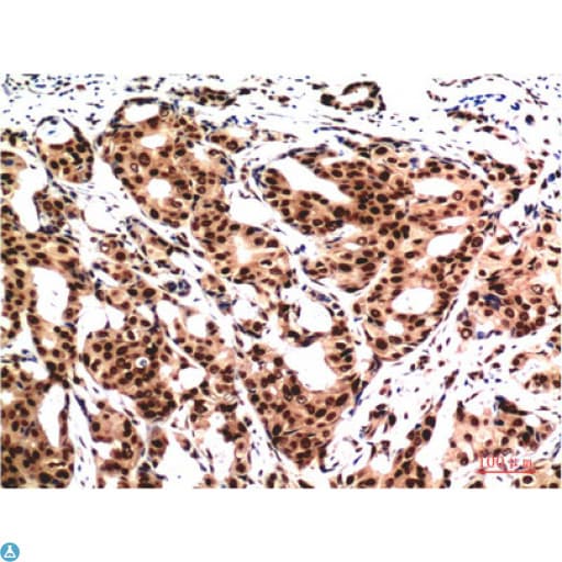 Monoclonal Mouse anti-Human Ubiquitin Antibody (IHC, WB)