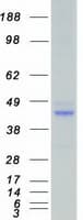 Human SGK2 Protein (Recombinant Myc-DDK (Flag))