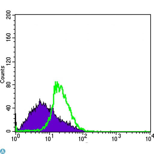 DDX4 / VASA Antibody
