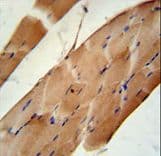 CNOT6L Antibody (aa414-442)
