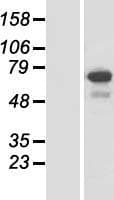 SPATA13 Protein (Over-Expression Lysate Myc-DDK (Flag))