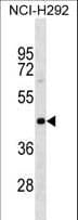 PAIP1 Antibody (aa23-49)