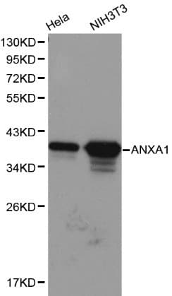 ANXA1 / Annexin A1 Antibody