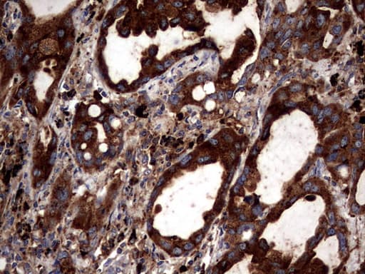 CD63 Antibody (clone OTI1E10)