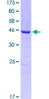 Human CDC42 Protein (Recombinant GST)