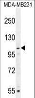 MYSM1 Antibody (aa111-139)