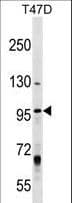 Polyclonal Rabbit anti-Human MCM8 Antibody (aa322-350, WB)