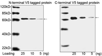 V5 Tag Antibody (clone 4C12E11, Biotin)
