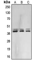 ERK1 + ERK2 Antibody (Internal)