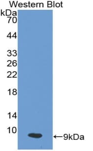 PI3 / Elafin Antibody (aa41-117, Biotin)