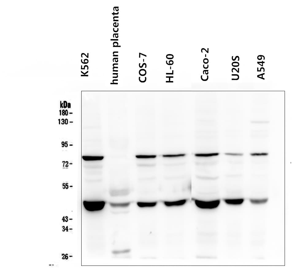 FH / Fumarase / MCL Antibody