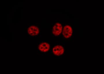MYB / c-Myb Antibody (phospho-Ser532)