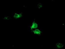 HMOX2 / Heme Oxygenase 2 Antibody (clone OTI4H8)