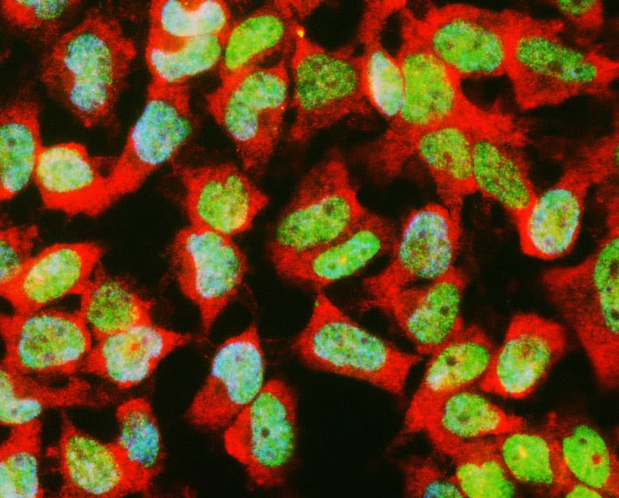GAPDH Antibody