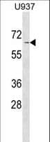 ASB2 Antibody (aa58-86)