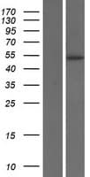 IL9R / CD129 Protein (Over-Expression Lysate Myc-DDK (Flag))