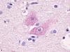 IHC-plus™ GPR37L1 Antibody (Cytoplasmic Domain)