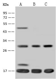 Polyclonal Rabbit anti-Human TIMM17A / TIM17 Antibody (WB)