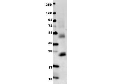 Polyclonal Rabbit anti-Mouse IL6 / Interleukin 6 Antibody (IHC, WB)