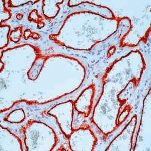 CD34 Antibody (clone QBEND/10)