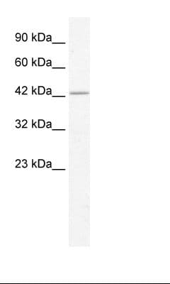 TIP48 / RUVBL2 Antibody (aa147-196)
