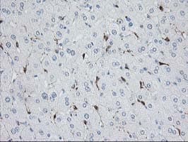 NUDEL / NDEL1 Antibody (clone OTI5E11)