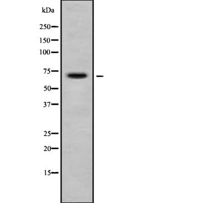 SENP2 Antibody