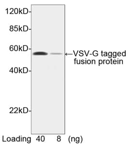 VSV-g Tag Antibody (VSV-G epitope)