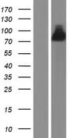 Human NGEF / EPHEXIN Protein (Over-Expression Lysate Myc-DDK (Flag))